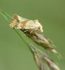 Aethes hartmanniana